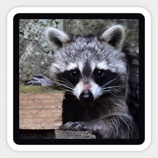 Little Raccoon Sticker